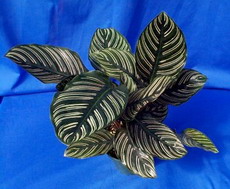 کالاتیا اورانتا